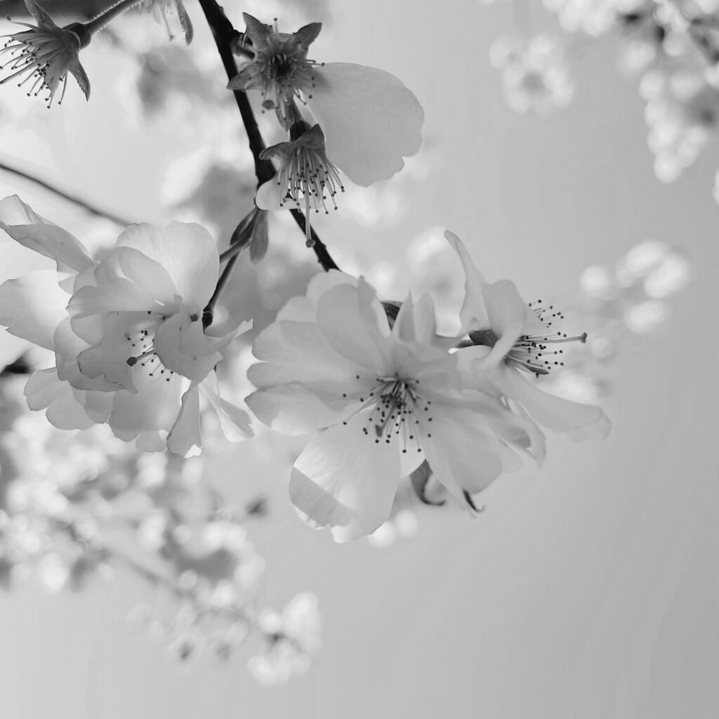 aroma cherry blossom aroma cherry blossom