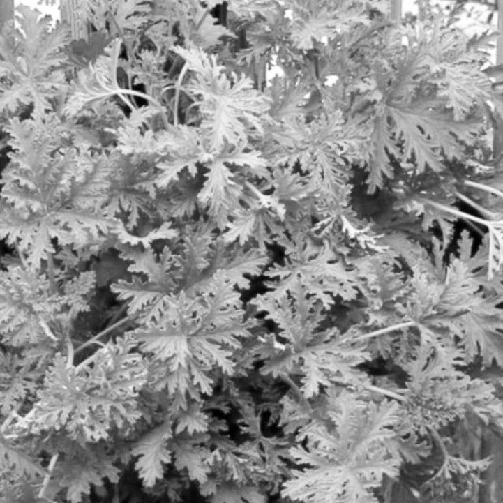 aroma citronella deliciosa aroma citronela deliciosa