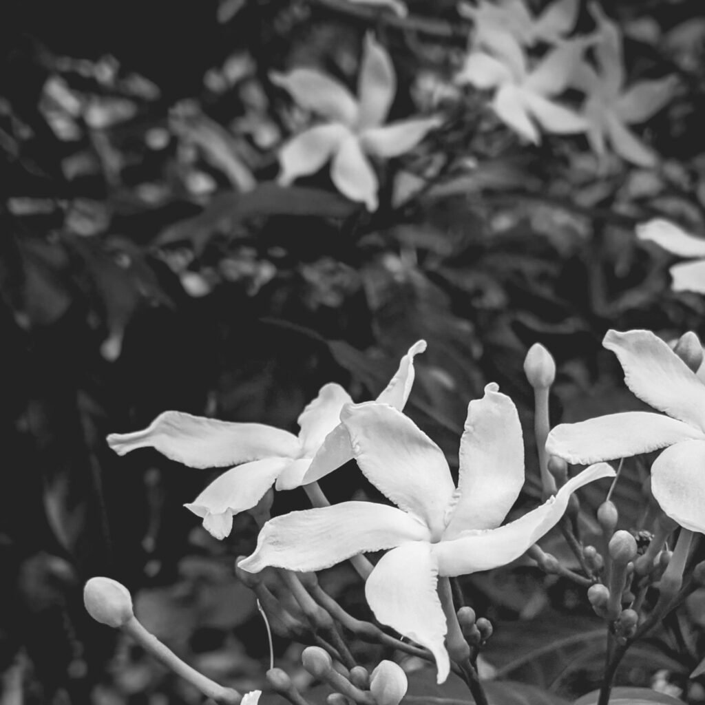 aroma flor de jazmin aroma flor de jazmin