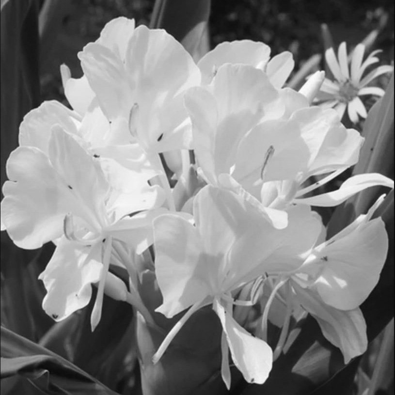 aroma ginger lily aroma ginger lily