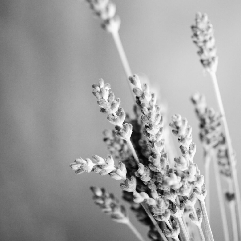 aroma lavanda aroma a lavanda
